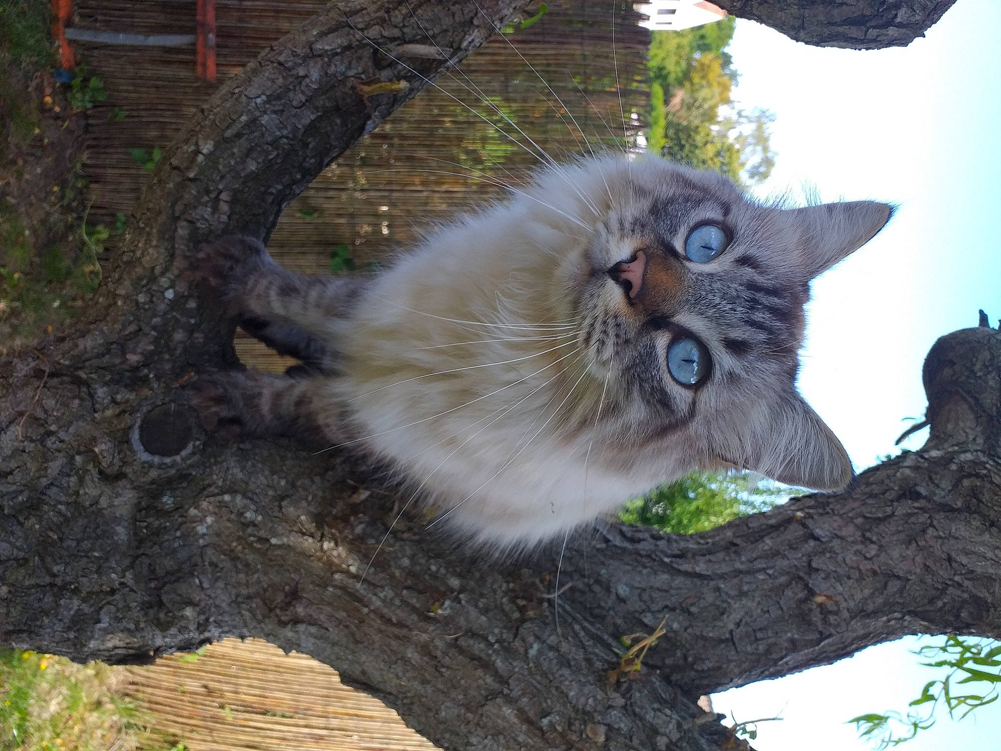 Sherlock participe au concours pour gagner de l'argent avec cette photo : british_longhair, carnivore, cat, domestic_short_haired_cat, eye, fawn, felidae, fur, grass, plant, sky, small_to_medium_sized_cats, snout, tail, terrestrial_animal, tree, trunk, twig, whiskers, wood