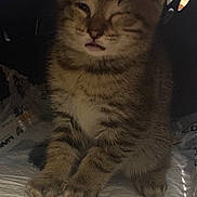 Theo is registered to the contest to win money with this photo: cat, kitten, tabby, pet, animal, winking, face, ears, fur, whiskers, paws, carrier, cage, indoor, cute, young, sleepy, feline, closeup, resting