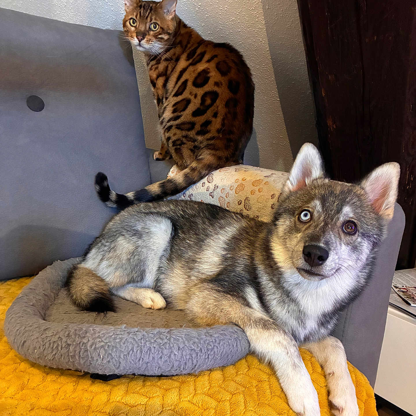 Nayko a rejoint le concours — aidez-le/la à gagner de superbes lots ! animal, bengal_cat, blanket, canine, cat, couch, curious, dog, ears, feline, fur, gray, heterochromia, husky_mix, indoor, pet_bed, relaxed, tail, wall, yellow