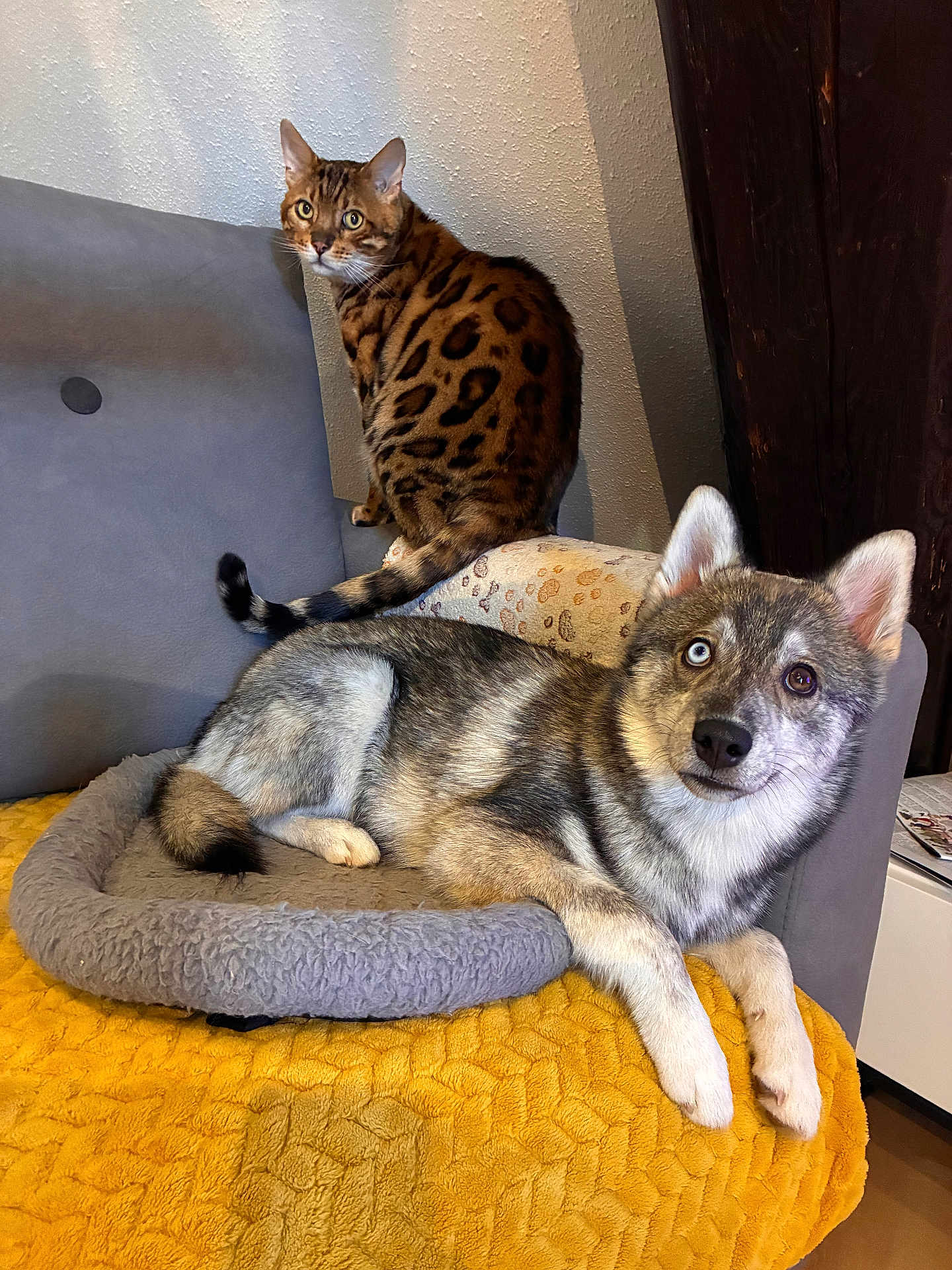 Nayko a rejoint le concours — aidez-le/la à gagner de superbes lots ! bengal_cat, dog, husky_mix, cat, pet_bed, blanket, couch, indoor, wall, curious, relaxed, animal, feline, canine, ears, tail, fur, heterochromia, yellow, gray