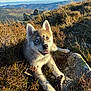 Nayko participe au concours pour gagner de l'argent avec cette photo : dog, puppy, heterochromia, outdoor, grass, rock, mountain, nature, sunlight, sky, blue_sky, animal, canine, young, fur, ears, smiling, tongue, wild, scenery