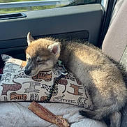 Nayko a rejoint le concours — aidez-le/la à gagner de superbes lots ! puppy, dog, sleeping, car_interior, pillow, cat_pattern, bone, leash, sunlight, seat, resting, cozy, fur, window, road_trip, relaxing, animal, pet, companion, cute