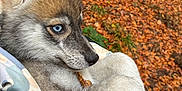 Nayko participe au concours pour gagner de l'argent avec cette photo : puppy, dog, blue_eyes, fur, close_up, autumn, leaves, outdoor, nature, snug, fabric, patterned, cute, animal, pet, holding, stick, portrait, fall, young
