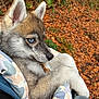 puppy, dog, blue_eyes, fur, close_up, autumn, leaves, outdoor, nature, snug, fabric, patterned, cute, animal, pet, holding, stick, portrait, fall, young