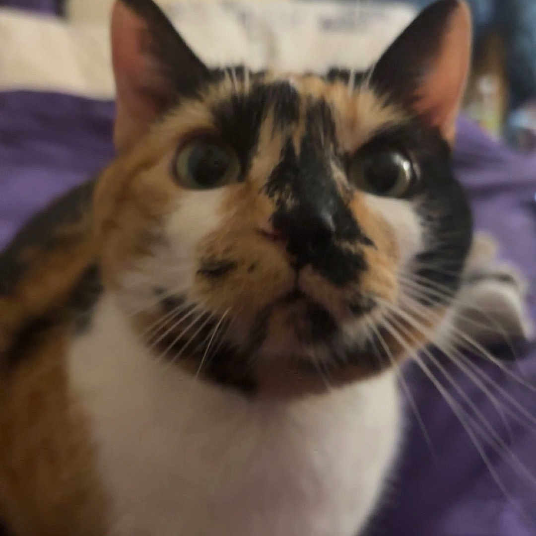 Patches is registered to the contest to win money with this photo: cat, calico, pet, animal, whiskers, fur, ears, eyes, curious, indoor, bed, blanket, purple, closeup, feline, cute, domestic, mammal, face, portrait