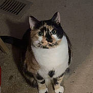 Patches joined the competition — help win amazing prizes! cat, calico, pet, animal, carpet, indoor, feline, sitting, looking_up, curious, whiskers, ears, tail, vent, shadow, fur, cute, domestic, household, mammal
