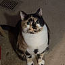 cat, calico, pet, animal, carpet, indoor, feline, sitting, looking_up, curious, whiskers, ears, tail, vent, shadow, fur, cute, domestic, household, mammal
