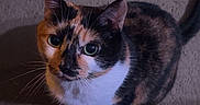 Patches joined the competition — help win amazing prizes! cat, calico, indoor, carpet, fire_extinguisher, toy_car, knitted_blanket, curious, pet, feline, looking_up, animal, domestic, whiskers, ears, tail, floor, shadow, cozy, home
