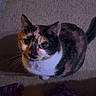 cat, calico, indoor, carpet, fire_extinguisher, toy_car, knitted_blanket, curious, pet, feline, looking_up, animal, domestic, whiskers, ears, tail, floor, shadow, cozy, home