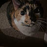 Patches joined the competition — help win amazing prizes! cat, calico, pet, animal, whiskers, carpet, indoor, curious, looking_up, shadow, feline, ears, close_up, portrait, fur, domestic_cat, cute, small_animal, night, dim_light