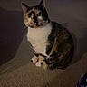 Patches is registered to the contest to win money with this photo: cat, calico, pet, animal, indoor, carpet, shadow, furniture, cat_cave, home, cozy, quiet, domestic, whiskers, ears, eyes, sitting, looking, mammal, feline