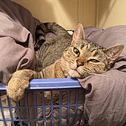 Rose joined the competition — help win amazing prizes! cat, tabby_cat, laundry_basket, clothes, paw, relaxed, indoor, cozy, feline, pet, sleepy, resting, fur, whiskers, domestic_animal, household, basket, fabric, cute, animal
