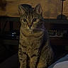 Rose is registered to the contest to win money with this photo: cat, tabby_cat, indoor, furniture, wood, cabinet, curious, pet, animal, mammal, sitting, eyes, whiskers, ears, fur, domestic, cozy, living_room, quiet, calm