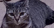 Rose joined the competition — help win amazing prizes! cat, tabby_cat, pet, indoor, carpet, feline, animal, resting, paws, ears, whiskers, eyes, fur, mammal, cute, domestic, home, relaxed, looking, floor