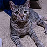 Rose joined the competition — help win amazing prizes! cat, tabby, pet, animal, indoor, carpet, feline, whiskers, ears, eyes, paws, relaxed, curious, fur, mammal, home, blanket, blue, resting, cute