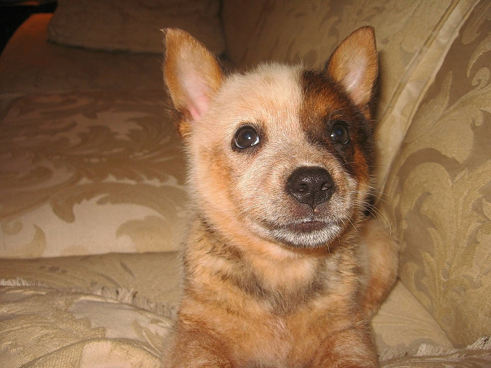 Sugar joined the competition — help win amazing prizes! canidae, carnivore, comfort, companion_dog, dog, dog_breed, dog_supply, ear, eye, eyelash, fawn, fur, non_sporting_group, snout, sporting_group, terrestrial_animal, whiskers, wood, working_animal, working_dog