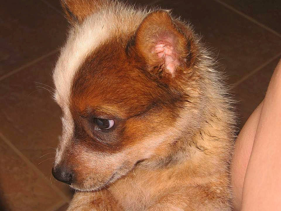 Sugar is registered to the contest to win money with this photo: canidae, carnivore, comfort, companion_dog, dog, dog_breed, ear, eyelash, fawn, fur, jaw, liver, non_sporting_group, snout, sporting_group, terrestrial_animal, toy_dog, whiskers, wildlife, wrinkle