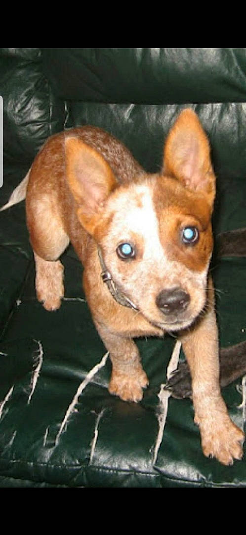 Sugar is registered to the contest to win money with this photo: ancient_dog_breeds, canidae, carnivore, companion_dog, dog, dog_breed, ear, eye, fawn, fur, liver, non_sporting_group, puppy, snout, sporting_group, terrestrial_animal, toy_dog, whiskers, wood, working_animal