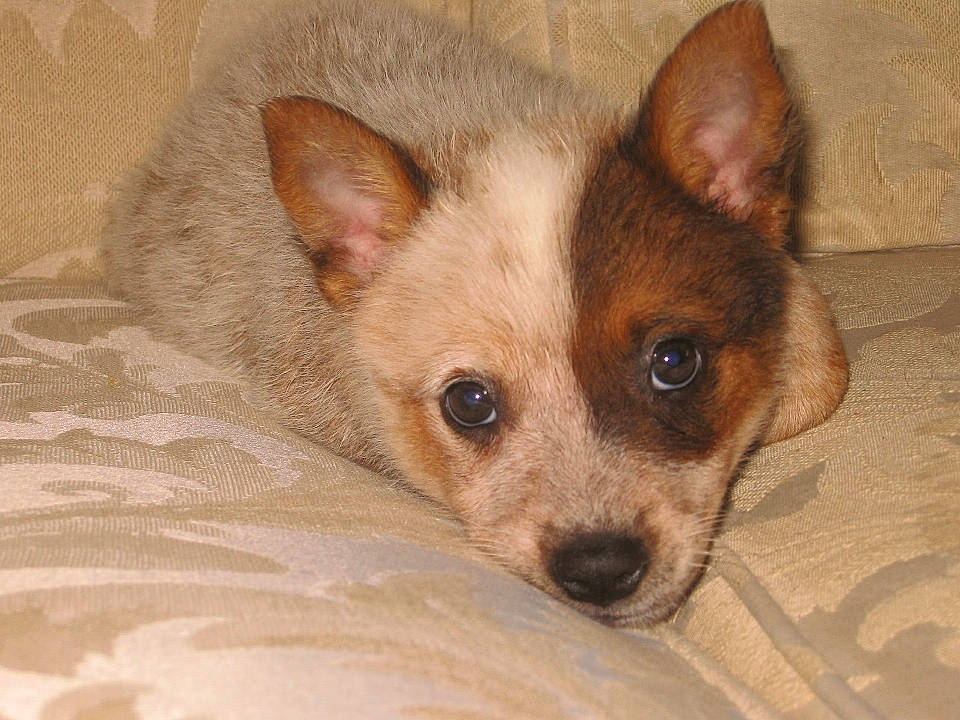 Sugar is registered to the contest to win money with this photo: canidae, carnivore, comfort, companion_dog, dog, dog_breed, ear, eyelash, fawn, fur, non_sporting_group, snout, sporting_group, terrestrial_animal, toy_dog, whiskers, wildlife, working_animal