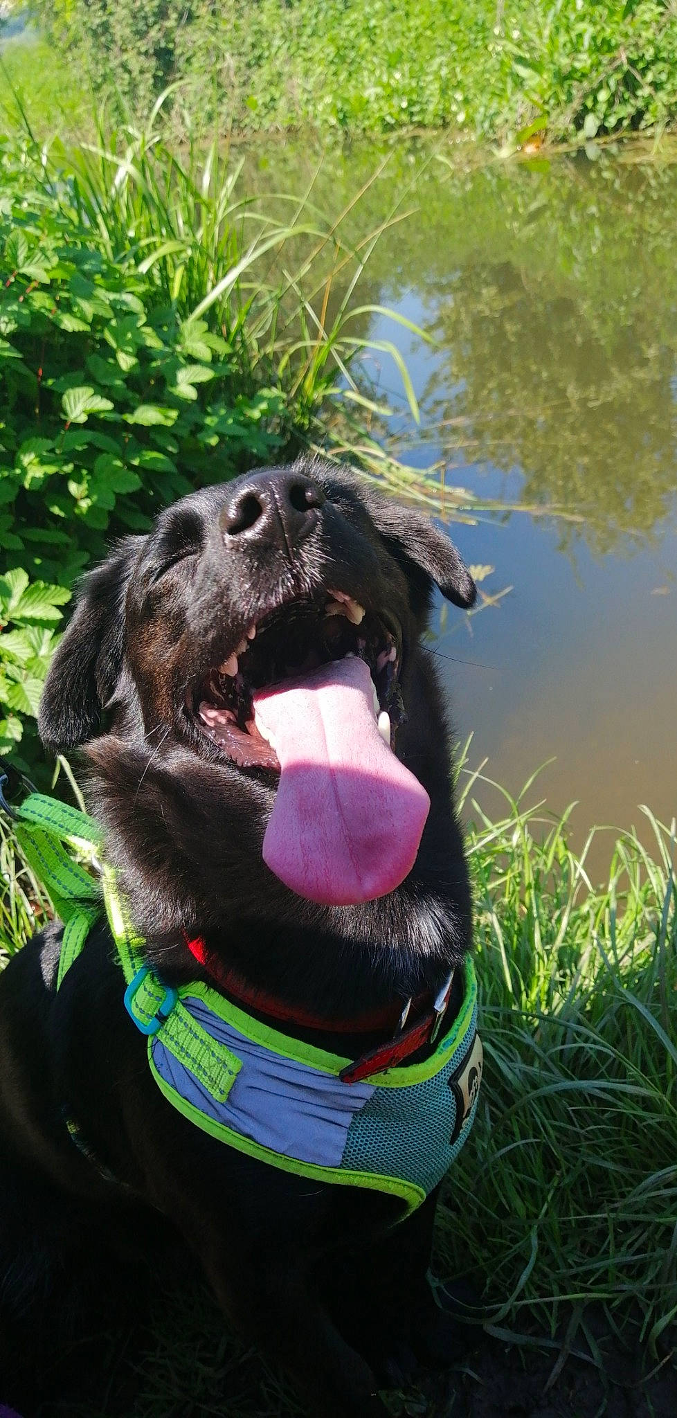 Fern joined the competition — help win amazing prizes! canidae, carnivore, collar, companion_dog, dog, dog_breed, dog_collar, fawn, fur, grass, guard_dog, lake, leash, personal_protective_equipment, pet_supply, plant, sporting_group, water, working_animal, working_dog