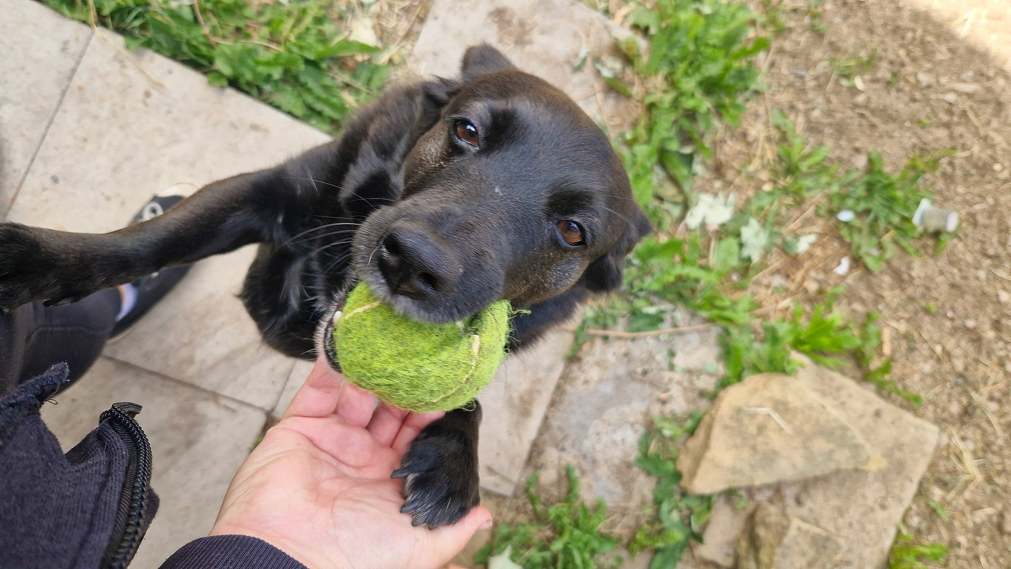 Fern is registered to the contest to win money with this photo: canidae, carnivore, collar, companion_dog, dog, dog_breed, dog_collar, fashion_accessory, fawn, fur, grass, guard_dog, plant, snout, soil, sporting_group, sports_toy, tennis_ball, terrestrial_animal, working_animal