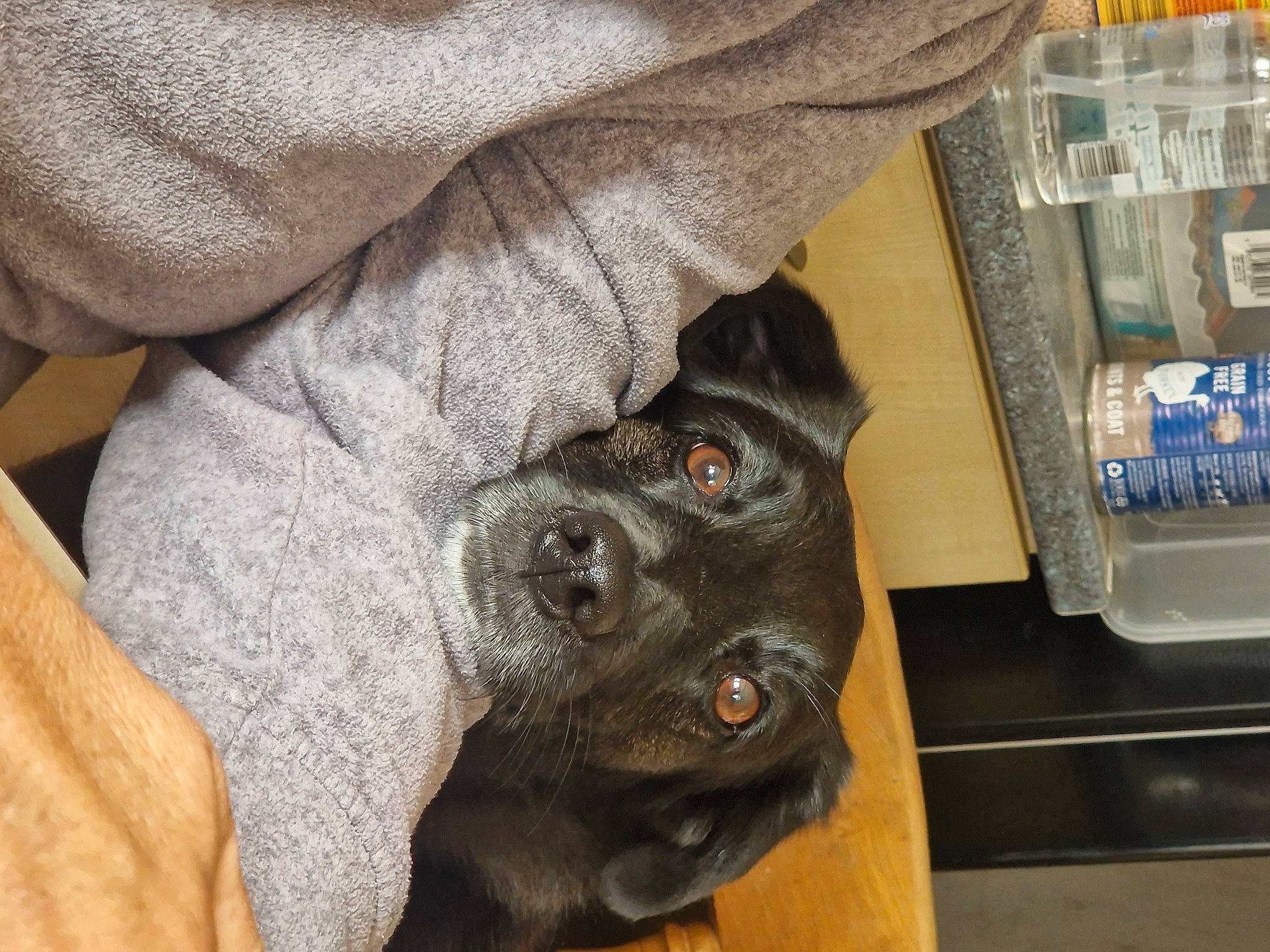 Fern is registered to the contest to win money with this photo: borador, canidae, carnivore, comfort, companion_dog, dog, dog_breed, fawn, fur, guard_dog, liver, non_sporting_group, puppy, shelf, snout, sporting_group, tail, terrestrial_animal, whiskers, working_animal