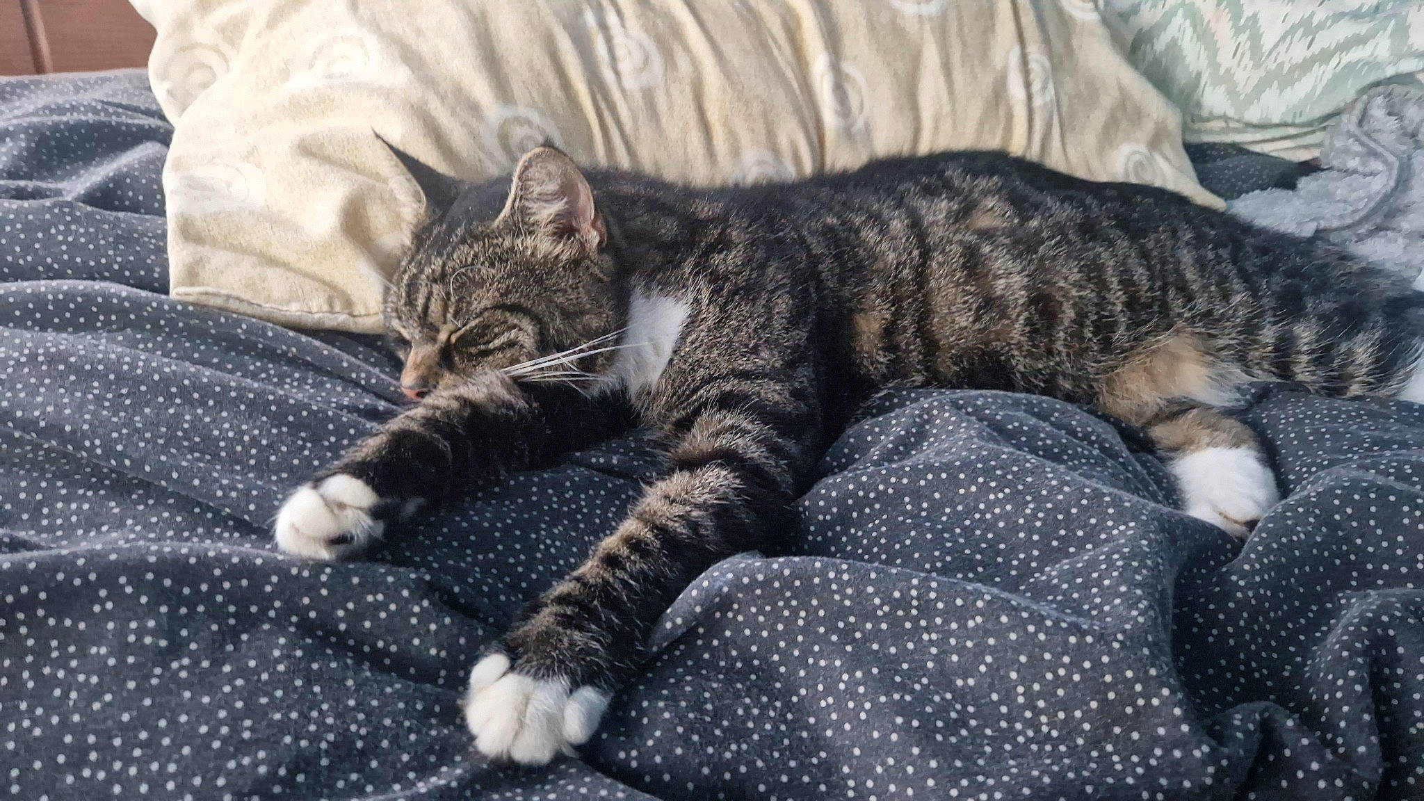 Tigger is registered to the contest to win money with this photo: carnivore, cat, claw, comfort, domestic_short_haired_cat, felidae, fur, grey, nap, pattern, paw, sleep, small_to_medium_sized_cats, snout, tail, terrestrial_animal, whiskers