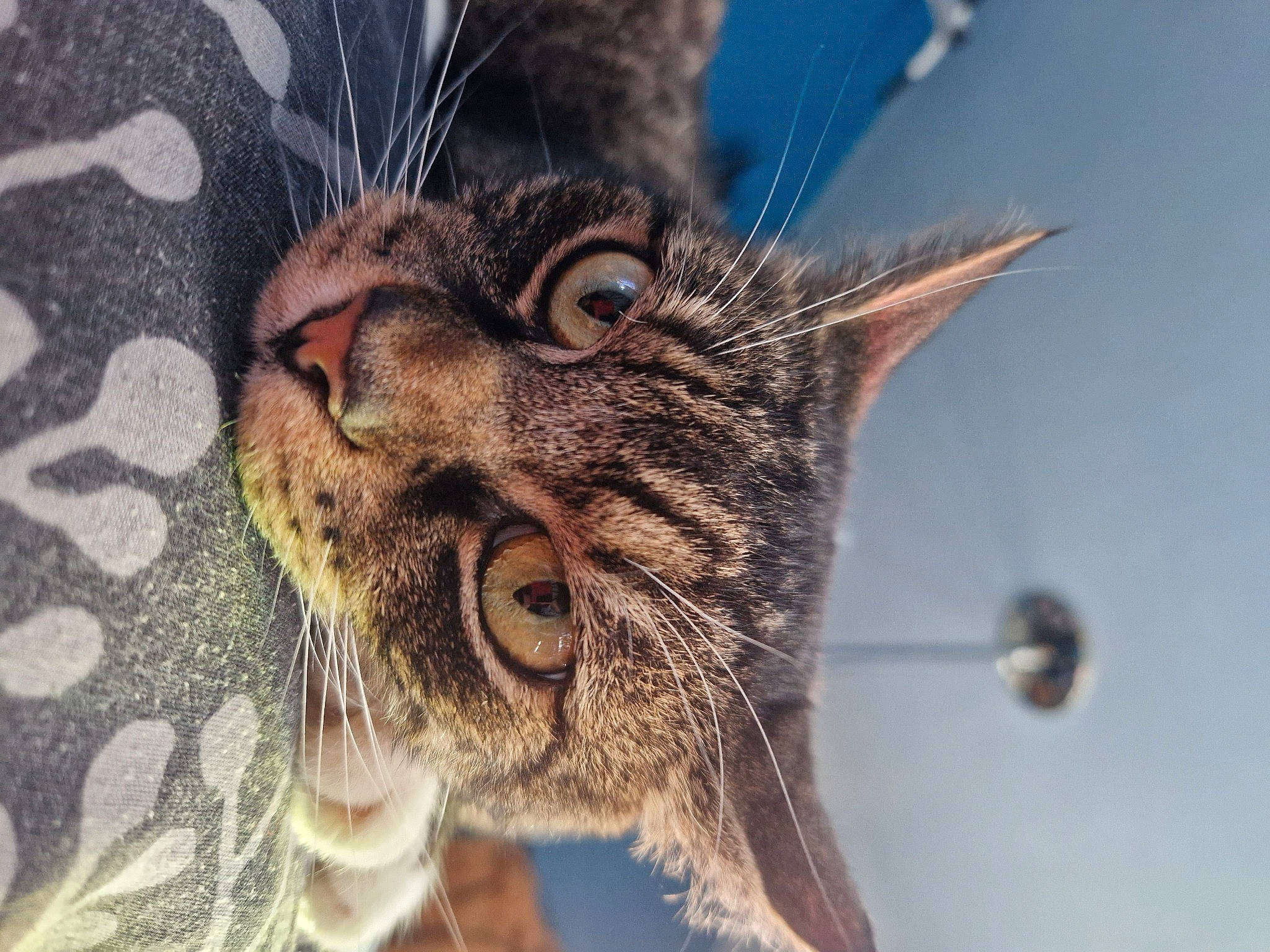 Tigger is registered to the contest to win money with this photo: carnivore, cat, claw, domestic_short_haired_cat, eye, fang, felidae, fur, grass, happy, human_body, lynx, macro_photography, paw, sky, small_to_medium_sized_cats, snout, terrestrial_animal, whiskers, wildlife