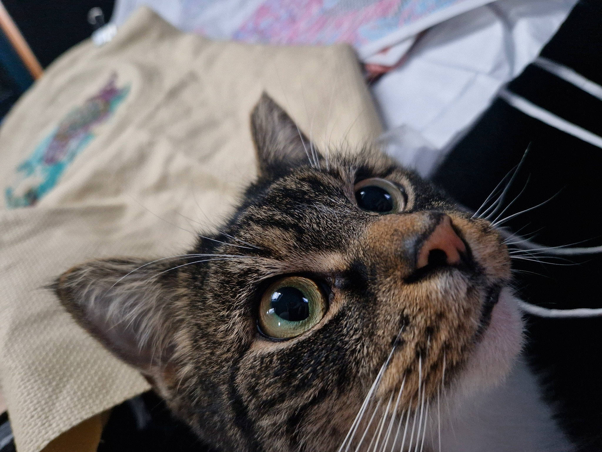 Tigger is registered to the contest to win money with this photo: carnivore, cat, comfort, domestic_short_haired_cat, ear, felidae, fur, linens, small_to_medium_sized_cats, snout, terrestrial_animal, whiskers