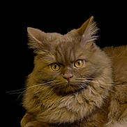 Cannelle participe au concours pour gagner de l'argent avec cette photo : cat, fluffy, golden_eyes, portrait, animal, pet, feline, fur, close_up, whiskers, ears, muzzle, laying_down, looking_at_camera, indoor, black_background, soft_light, detailed, cute, calm