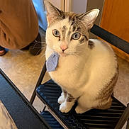 Glenjamin is registered to the contest to win money with this photo: cat, blue_eyes, indoor, chair, folding_chair, tile_floor, person, brown_sweater, cabinet, black_chair, pet, animal, feline, domestic_cat, tie, looking_up, cute, white_and_brown_cat, floor, home