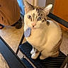 cat, blue_eyes, indoor, chair, folding_chair, tile_floor, person, brown_sweater, cabinet, black_chair, pet, animal, feline, domestic_cat, tie, looking_up, cute, white_and_brown_cat, floor, home