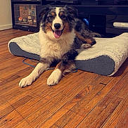 Bailey joined the competition — help win amazing prizes! dog, pet_bed, wooden_floor, indoor, living_room, smiling_dog, furniture, television, collectibles, shelf, happy, relaxed, fur, canine, tongue_out, domestic_animal, home, resting, cute, companion
