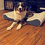 dog, pet_bed, wooden_floor, indoor, living_room, smiling_dog, furniture, television, collectibles, shelf, happy, relaxed, fur, canine, tongue_out, domestic_animal, home, resting, cute, companion