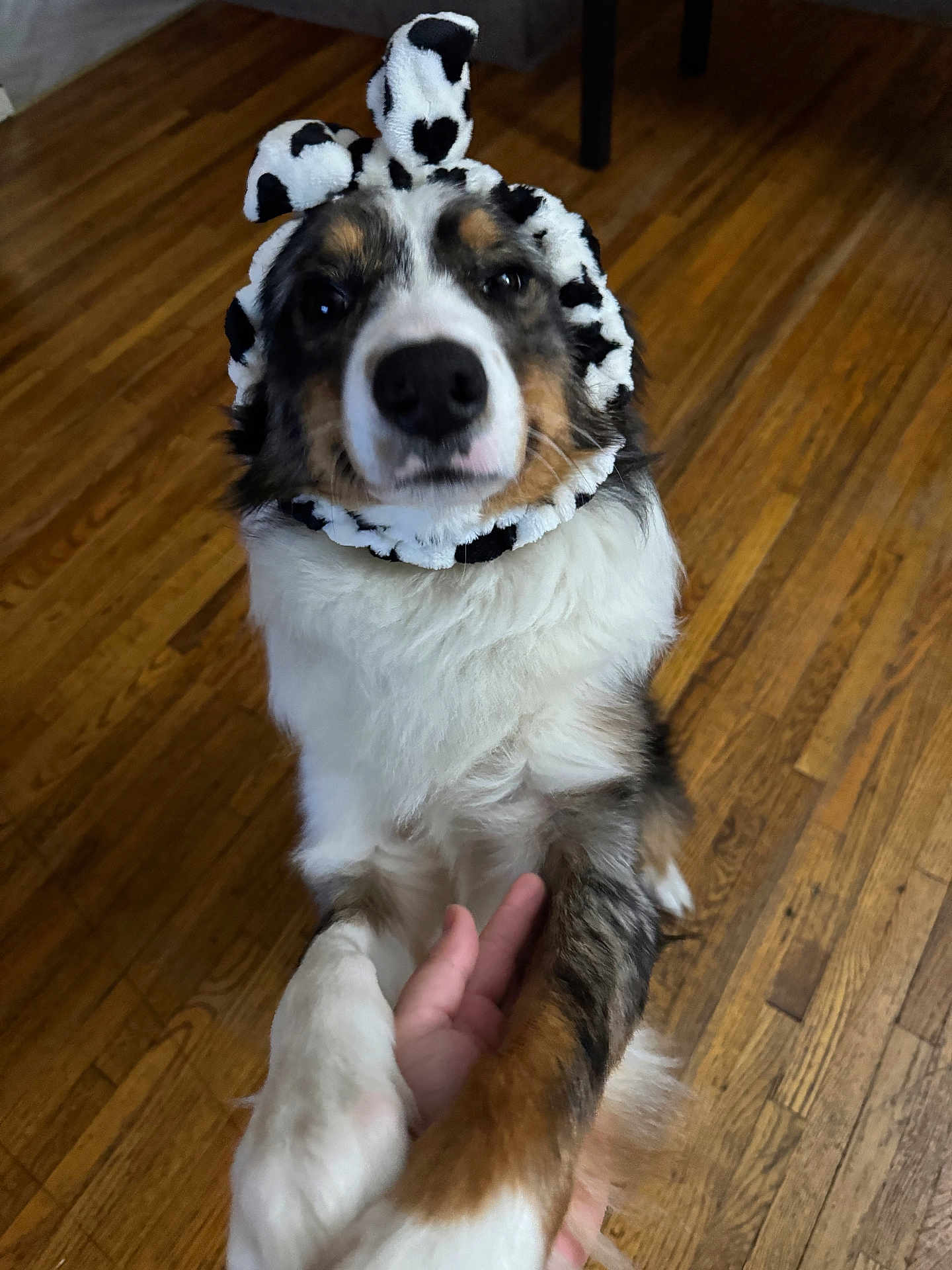Bailey joined the competition — help win amazing prizes! dog, canine, pet, indoor, wood_floor, headband, hand, animal, cute, fur, brown, white, black, ears, portrait, friendly, domestic, companion, mammal, closeup