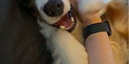 Bailey joined the competition — help win amazing prizes! dog, pet, playful, happy, fur, closeup, indoor, couch, person, hand, wristband, black, animal, canine, smiling, friendly, tongue, ears, paw, affection