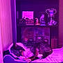 Bailey is registered to the contest to win money with this photo: dog, sleeping, dog_bed, shelf, collectibles, figurines, purple_light, wooden_floor, indoor, decor, toy, harry_potter, cozy, pet, resting, fur, cute, quiet, home, relaxation