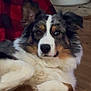 Bailey joined the competition — help win amazing prizes! dog, fluffy, tri_color, lying_down, wooden_floor, blanket, plaid, red, black, white, laundry_basket, indoor, pet, fur, relaxed, ears_up, brown, black_spots, white_fur, cute