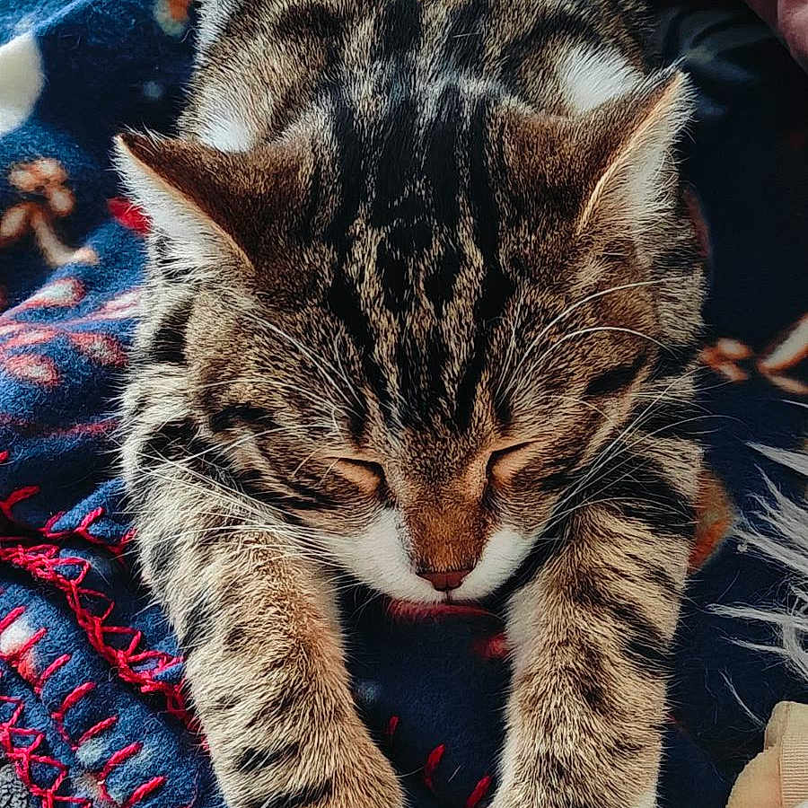 Vanille participe au concours pour gagner de l'argent avec cette photo : abyssinian, animal, blanket, cat, cushion, homedecor, kitten, manx, person, pet, quilt, sleeping