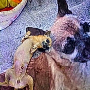 Pékéño participe au concours pour gagner de l'argent avec cette photo : dog, pet, blanket, lying_down, small_dog, indoor, cozy, animal, canine, relaxed, bed, fur, cute, resting, domestic_animal, sleeping_area, soft_texture, comfort, home, funny