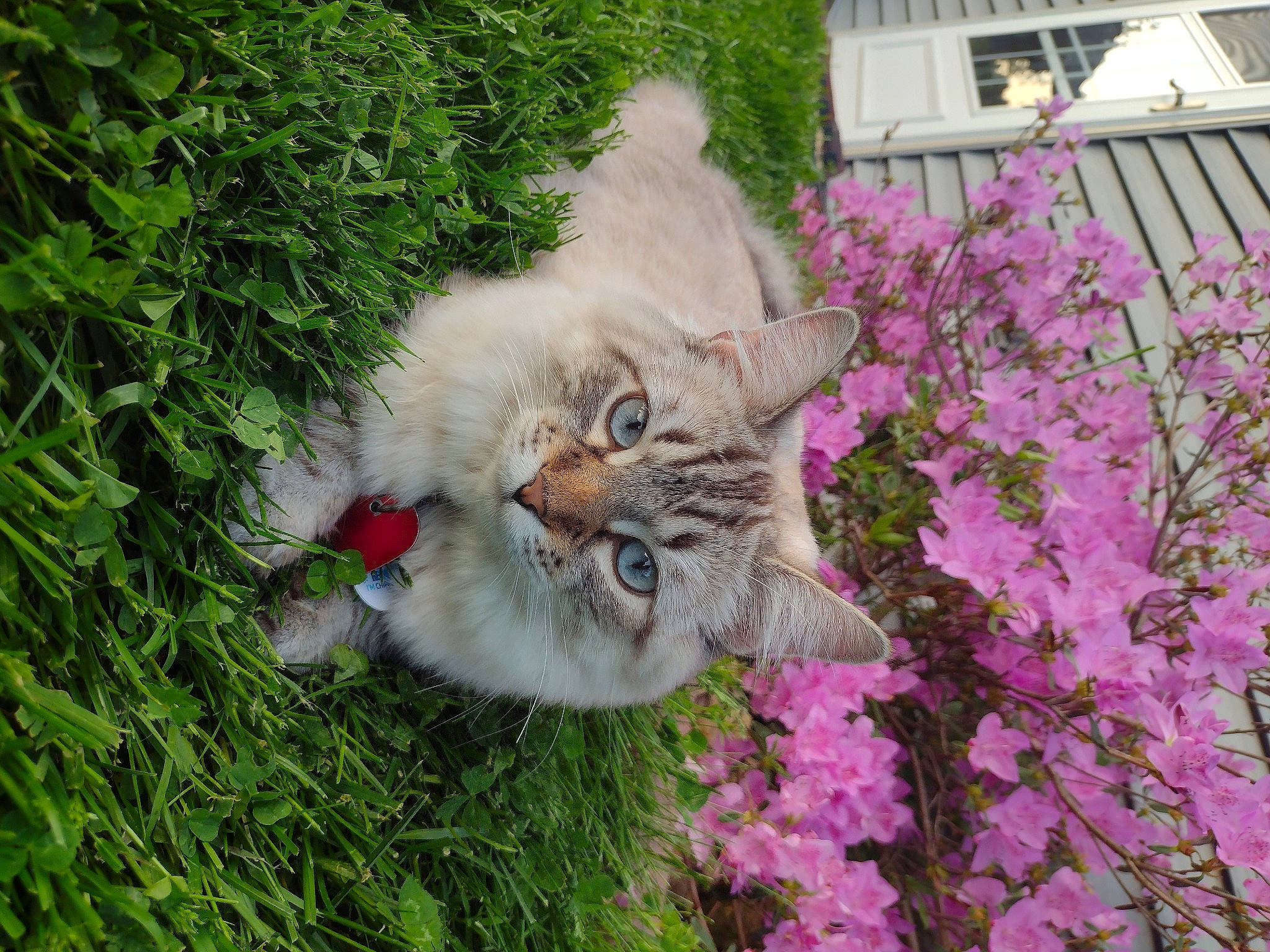 Capone is registered to the contest to win money with this photo: art, carnivore, cat, domestic_short_haired_cat, fawn, felidae, flower, flowering_plant, fur, grass, groundcover, petal, plant, shrub, small_to_medium_sized_cats, snout, spring, tail, whiskers, window