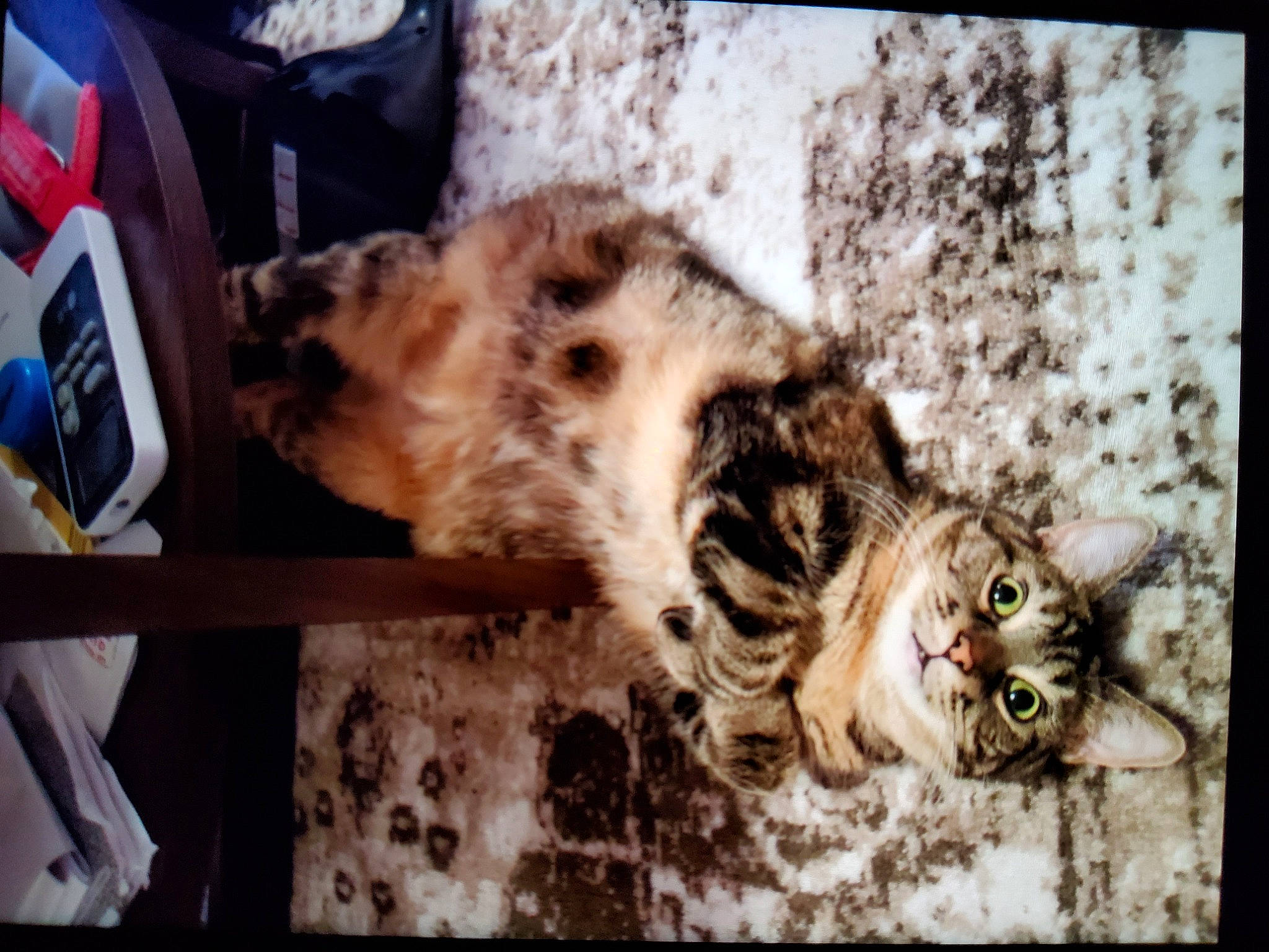 Chafurry is registered to the contest to win money with this photo: big_cats, carnivore, cat, claw, dog_breed, domestic_short_haired_cat, fawn, felidae, fur, paw, photo_caption, rectangle, small_to_medium_sized_cats, snout, snow_leopard, tail, terrestrial_animal, whiskers, wildlife, window