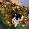 Miracle joined the competition — help win amazing prizes! cat, black_and_white_cat, nativity_scene, miniature_animals, miniature_figures, christmas_lights, holiday_decor, tabletop_scene, green_cloth, indoor, window_shutters, figurines, sheep, horse, cow, barn, decorative_lights, christmas, festive, cozy