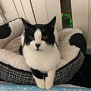 Miracle joined the competition — help win amazing prizes! cat, black_and_white, pet_bed, cozy, indoor, animal, feline, whiskers, curious, relaxed, fur, ears, paws, home, window, blanket, resting, looking_at_camera, domestic_cat, soft