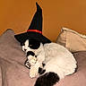 Miracle is registered to the contest to win money with this photo: cat, black_and_white, witch_hat, hat, couch, indoor, pet, feline, relaxed, lying_down, orange_wall, beige_cushion, cozy, animal, whiskers, paw, fur, domestic_cat, cute, costume