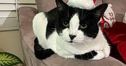 Miracle is registered to the contest to win money with this photo: cat, black_and_white, santa_hat, holiday, couch, indoor, pet, furniture, relaxing, animal, plant, window, blinds, christmas, decor, cozy, fur, domestic, resting, cute