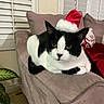 cat, black_and_white, santa_hat, holiday, couch, indoor, pet, furniture, relaxing, animal, plant, window, blinds, christmas, decor, cozy, fur, domestic, resting, cute