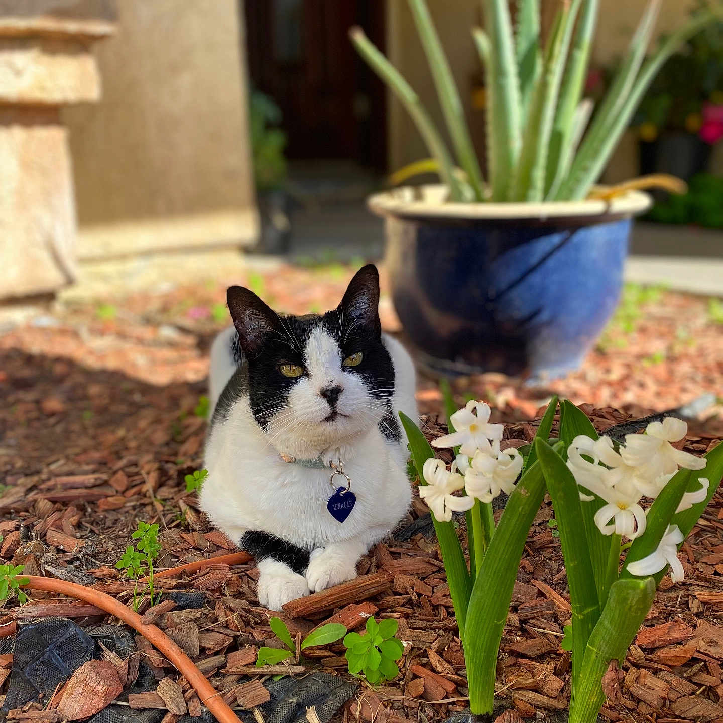Miracle joined the competition — help win amazing prizes! cat, black_and_white_cat, flowers, white_flowers, garden, mulch, potted_plant, aloe_plant, outdoor, sunlight, pet, animal, nature, flora, relaxing, close_up, greenery, plant_pot, ground_cover, leaves
