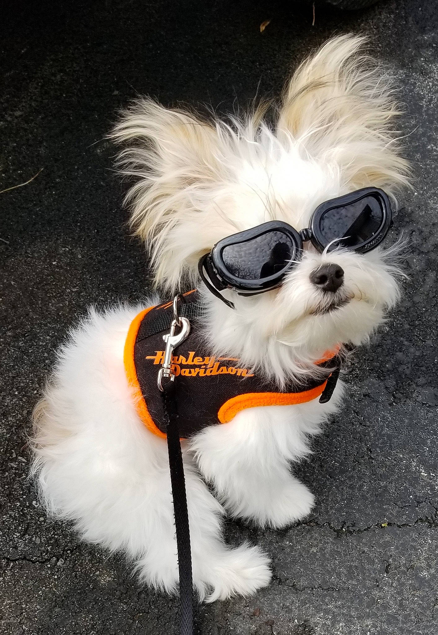 T C is registered to the contest to win money with this photo: canidae, carnivore, chinese_imperial_dog, companion_dog, dog, dog_breed, dog_clothes, dog_collar, dog_supply, eyewear, fur, glasses, lowchen, maltese, puppy, rare_breed_dog, shih_tzu, snout, sunglasses, toy_dog