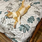 Ravioli joined the competition — help win amazing prizes! animal, bed, bedspread, cat, cozy, cute, domestic, feline, floral_pattern, fur, indoor, orange_cat, paw, pet, relaxed, resting, sleeping, white_cat, wooden_bedframe, wooden_floor